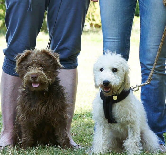 Reward-based-training-methods